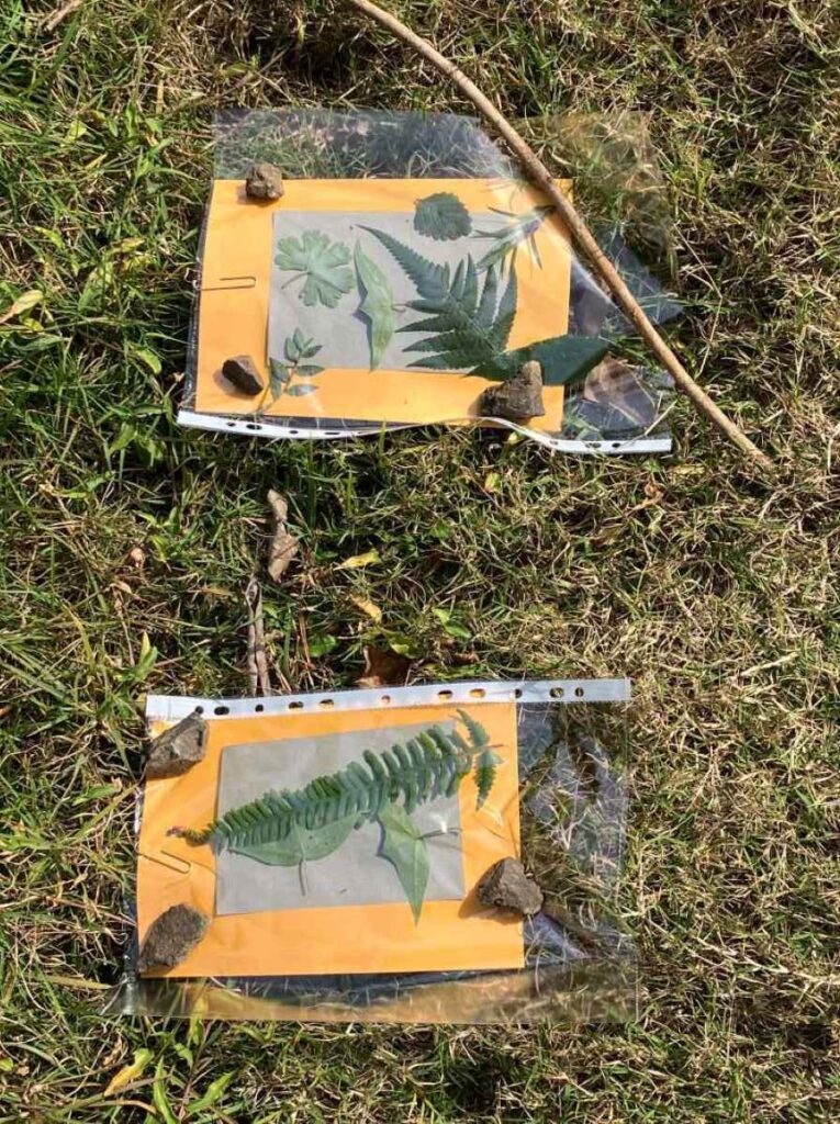 FSN - 202507 WinterSunPrints1